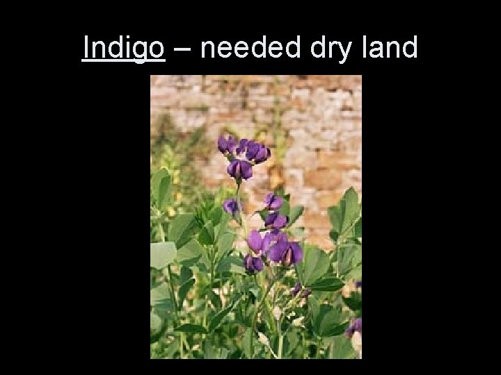 Indigo – needed dry land 