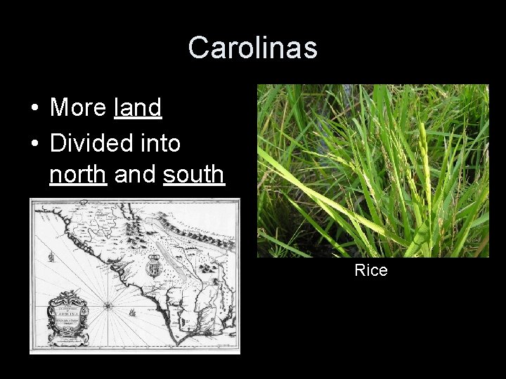 Carolinas • More land • Divided into north and south Rice 