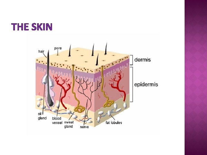 THE SKIN 
