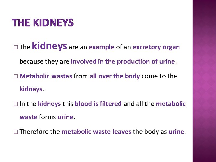 THE KIDNEYS � The kidneys are an example of an excretory organ because they