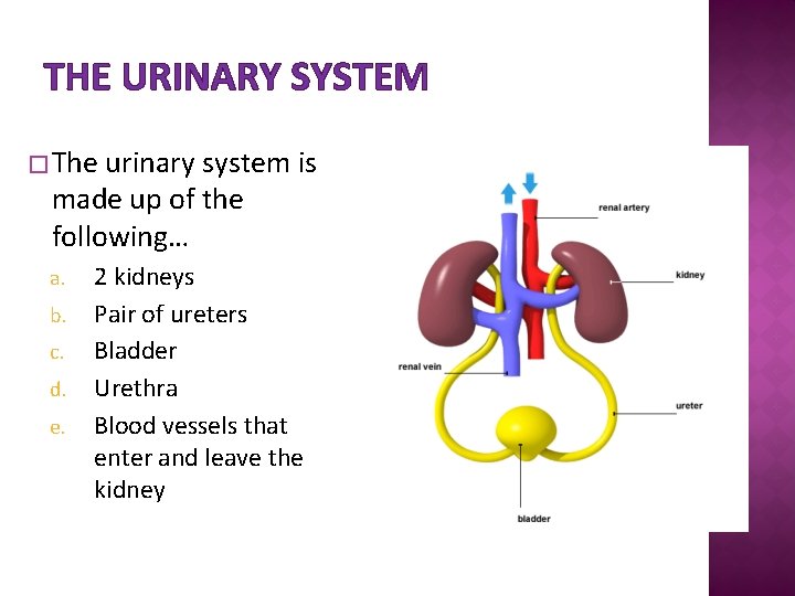 THE URINARY SYSTEM � The urinary system is made up of the following… a.