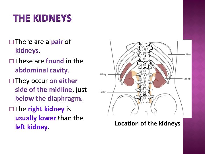 THE KIDNEYS � There a pair of kidneys. � These are found in the