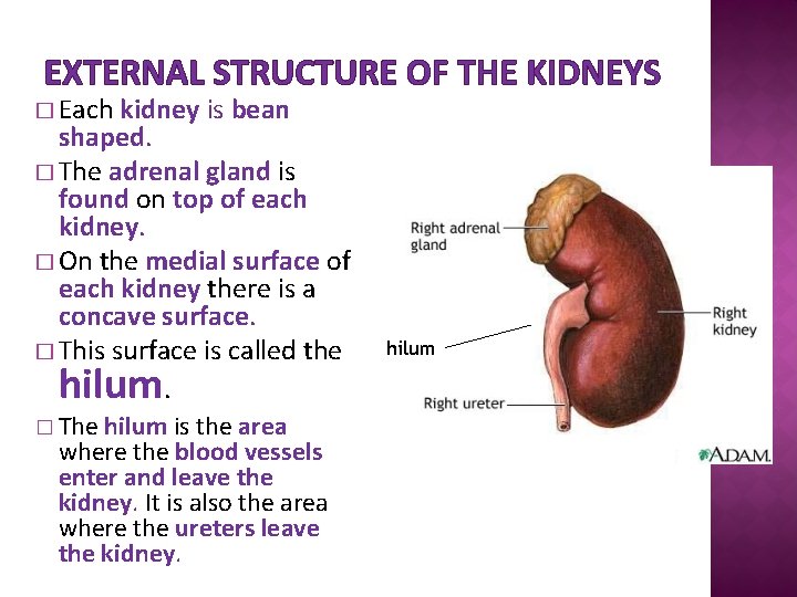 EXTERNAL STRUCTURE OF THE KIDNEYS � Each kidney is bean shaped. � The adrenal