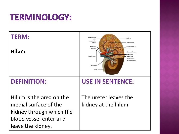 TERMINOLOGY: TERM: Hilum DEFINITION: USE IN SENTENCE: Hilum is the area on the medial