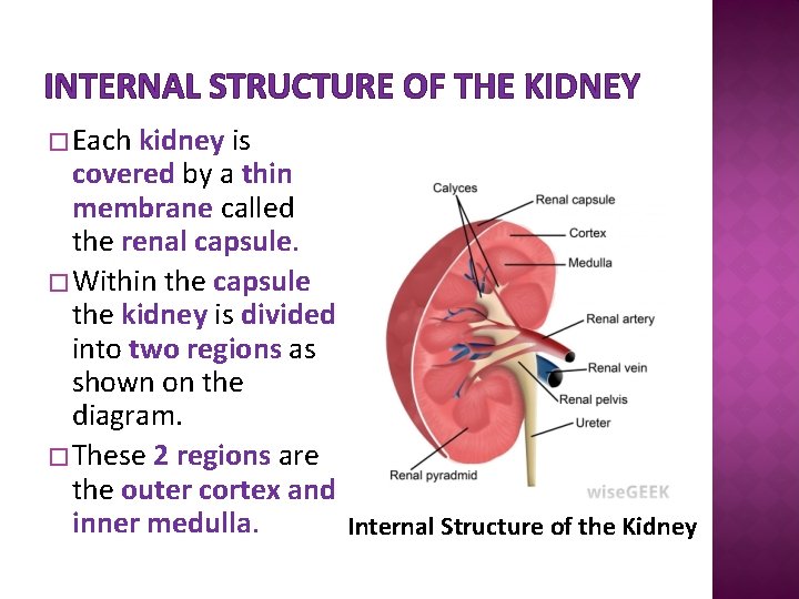 INTERNAL STRUCTURE OF THE KIDNEY � Each kidney is covered by a thin membrane
