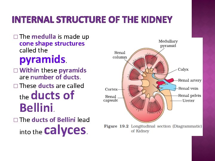 INTERNAL STRUCTURE OF THE KIDNEY � The medulla is made up cone shape structures