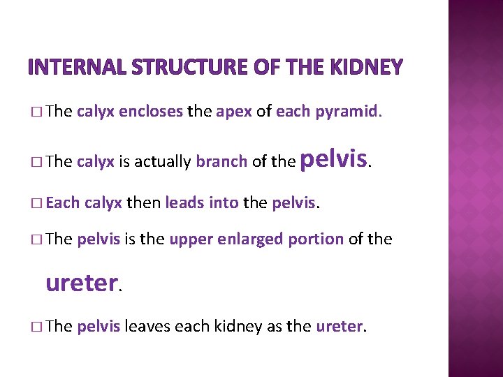 INTERNAL STRUCTURE OF THE KIDNEY � The calyx encloses the apex of each pyramid.