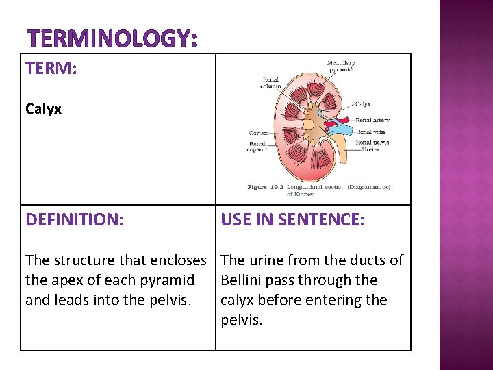 TERMINOLOGY: TERM: Calyx DEFINITION: USE IN SENTENCE: The structure that encloses The urine from
