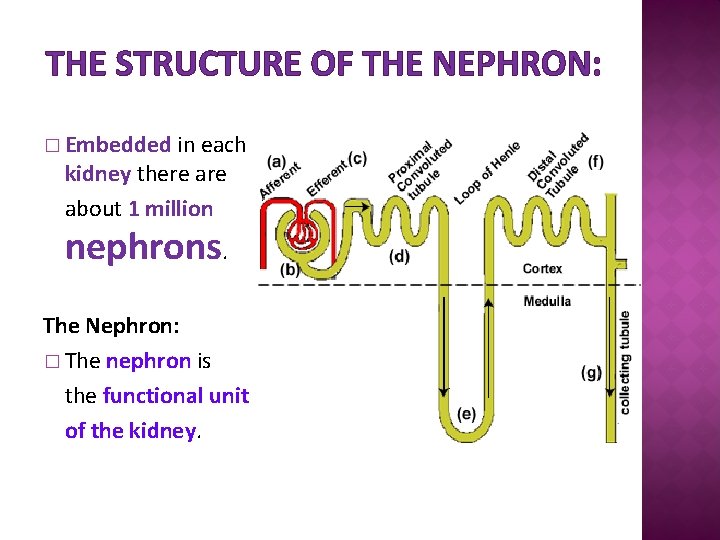THE STRUCTURE OF THE NEPHRON: � Embedded in each kidney there about 1 million