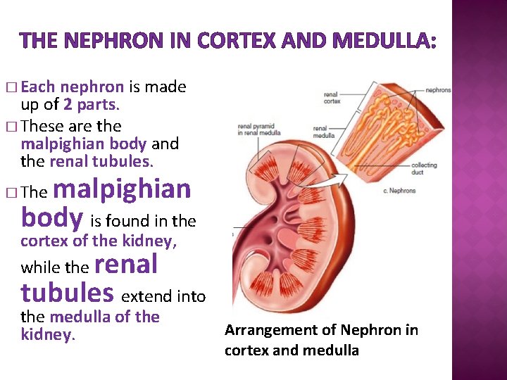 THE NEPHRON IN CORTEX AND MEDULLA: � Each nephron is made up of 2