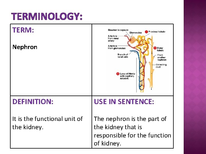 TERMINOLOGY: TERM: Nephron DEFINITION: USE IN SENTENCE: It is the functional unit of the