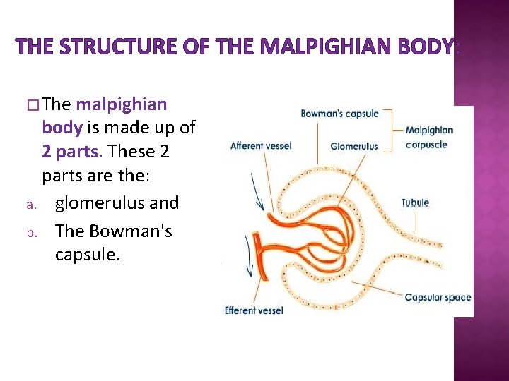 THE STRUCTURE OF THE MALPIGHIAN BODY: � The malpighian body is made up of