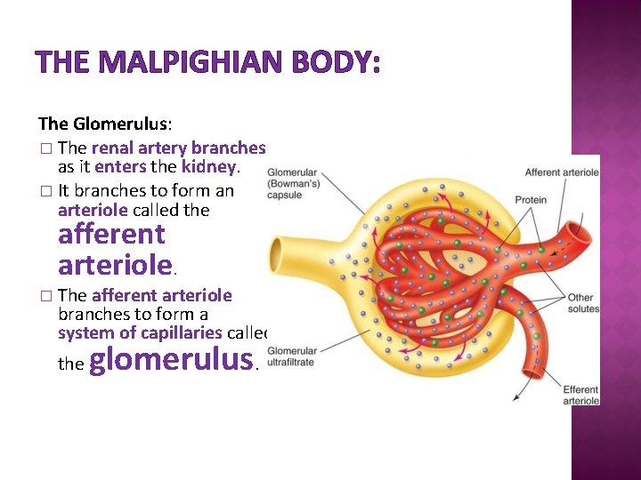 THE MALPIGHIAN BODY: The Glomerulus: � The renal artery branches as it enters the