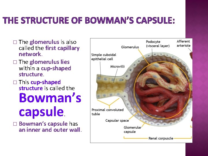 THE STRUCTURE OF BOWMAN’S CAPSULE: The glomerulus is also called the first capillary network.