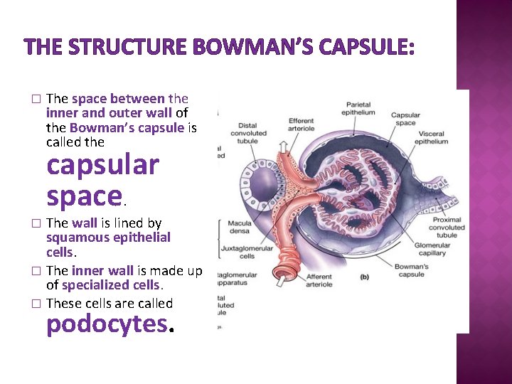 THE STRUCTURE BOWMAN’S CAPSULE: � The space between the inner and outer wall of