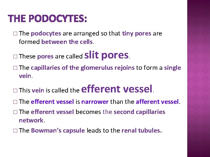 THE PODOCYTES: � The podocytes are arranged so that tiny pores are formed between
