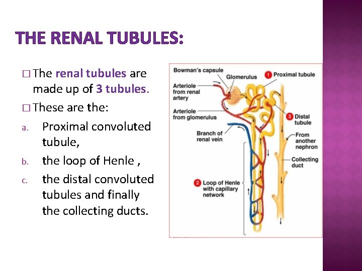 THE RENAL TUBULES: � The renal tubules are made up of 3 tubules. �