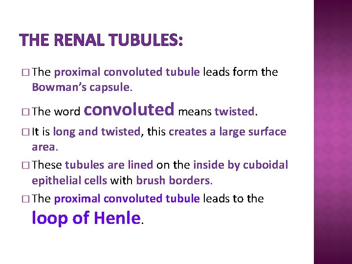 THE RENAL TUBULES: � The proximal convoluted tubule leads form the Bowman’s capsule. �