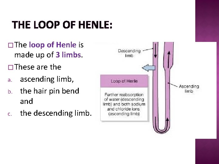 THE LOOP OF HENLE: � The loop of Henle is made up of 3