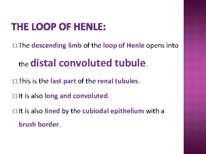 THE LOOP OF HENLE: � The descending limb of the loop of Henle opens