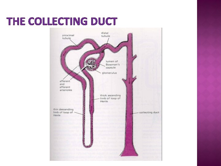 THE COLLECTING DUCT 