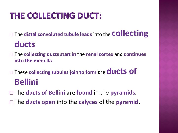 THE COLLECTING DUCT: � The distal convoluted tubule leads into the ducts. collecting �