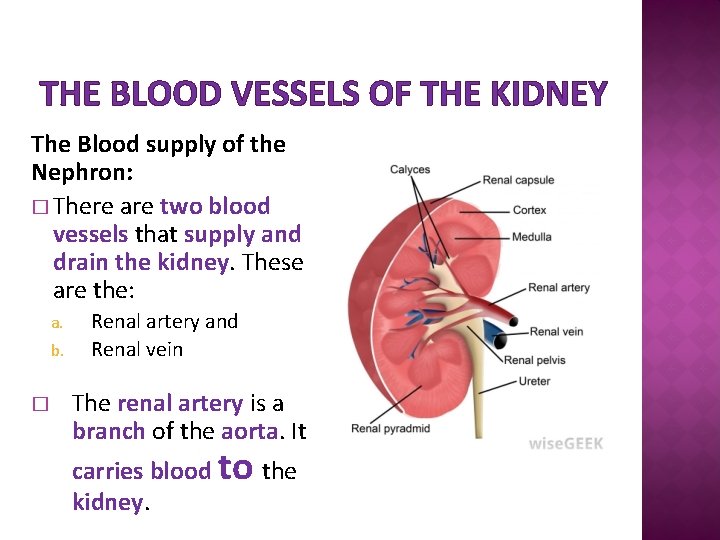 THE BLOOD VESSELS OF THE KIDNEY The Blood supply of the Nephron: � There