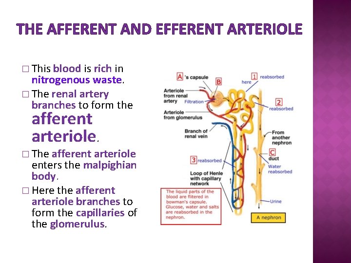 THE AFFERENT AND EFFERENT ARTERIOLE � This blood is rich in nitrogenous waste. �