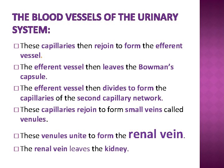 THE BLOOD VESSELS OF THE URINARY SYSTEM: � These capillaries then rejoin to form