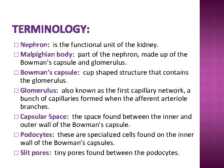 TERMINOLOGY: � Nephron: is the functional unit of the kidney. � Malpighian body: part
