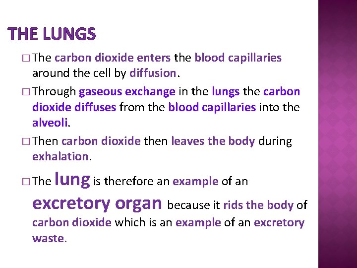 THE LUNGS � The carbon dioxide enters the blood capillaries around the cell by