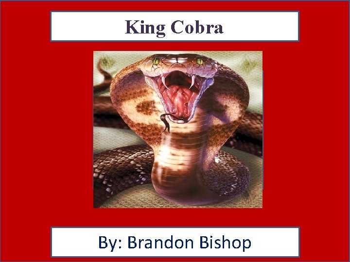 King Cobra By: Brandon Bishop 