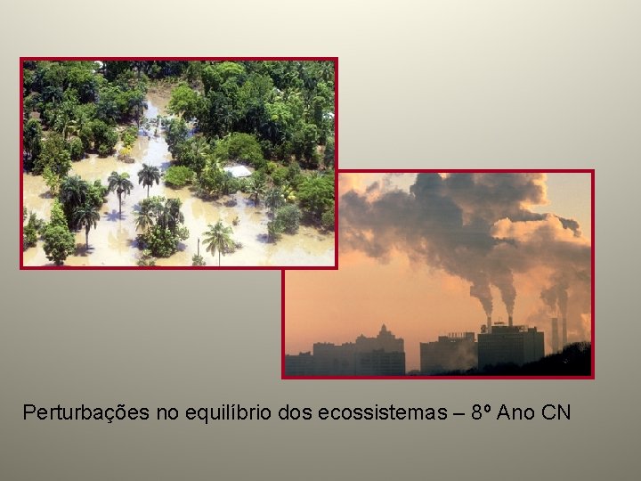 Perturbações no equilíbrio dos ecossistemas – 8º Ano CN 