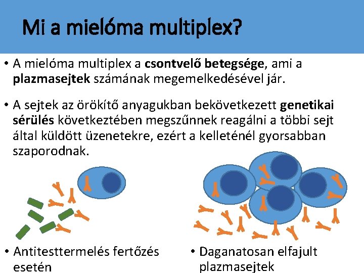 Mi a mielóma multiplex? • A mielóma multiplex a csontvelő betegsége, ami a plazmasejtek