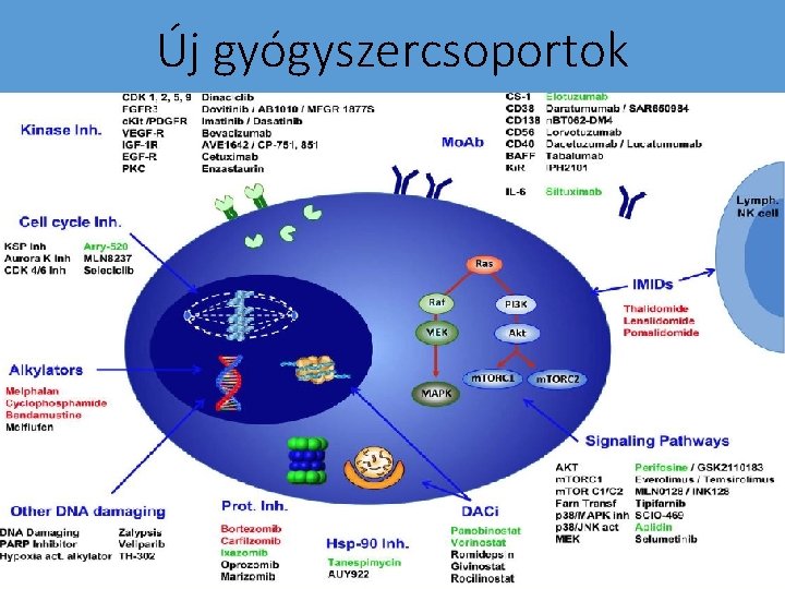 Új gyógyszercsoportok • • Proteaszóma gátlók IMi. Dek Antitestek (elotuzumab, daratumumab) Bcl-2 gátlók (venetoclax)