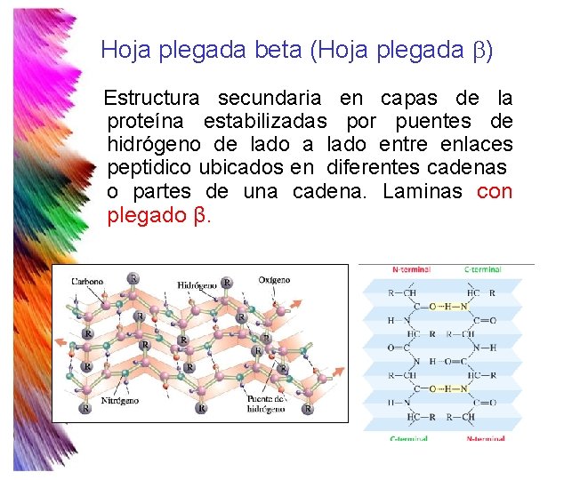 Hoja plegada beta (Hoja plegada b) Estructura secundaria en capas de la proteína estabilizadas Hoja plegada beta (Hoja plegada b) Estructura secundaria en capas de la proteína estabilizadas