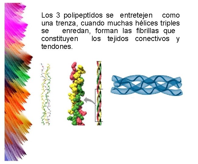 Los 3 polipeptídos se entretejen como una trenza, cuando muchas hélices triples se enredan, Los 3 polipeptídos se entretejen como una trenza, cuando muchas hélices triples se enredan,