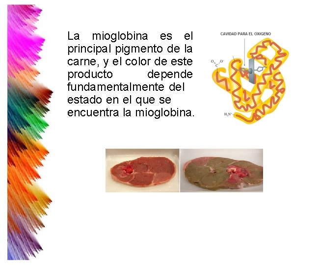 La mioglobina es el principal pigmento de la carne, y el color de este La mioglobina es el principal pigmento de la carne, y el color de este