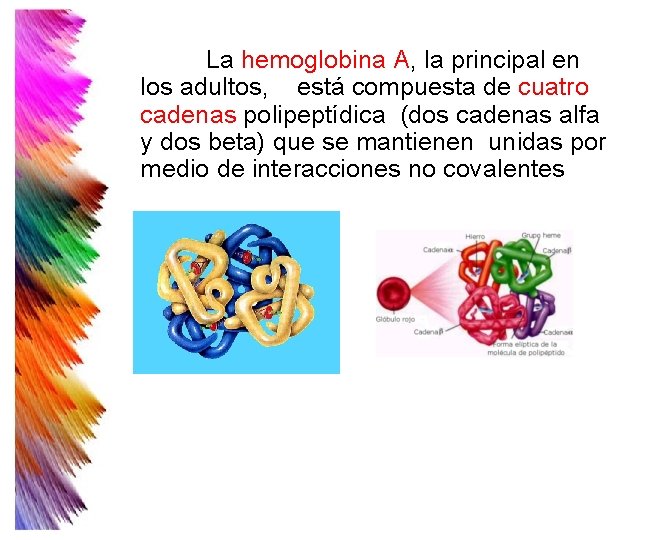 La hemoglobina A, la principal en los adultos, está compuesta de cuatro cadenas polipeptídica La hemoglobina A, la principal en los adultos, está compuesta de cuatro cadenas polipeptídica