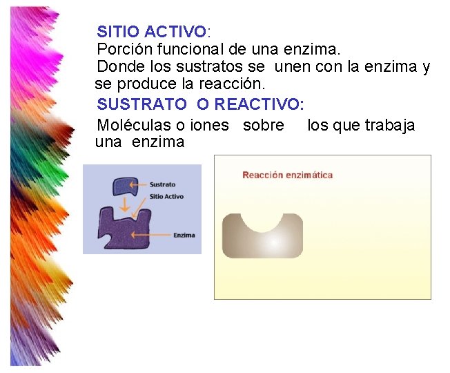 SITIO ACTIVO: Porción funcional de una enzima. Donde los sustratos se unen con la SITIO ACTIVO: Porción funcional de una enzima. Donde los sustratos se unen con la