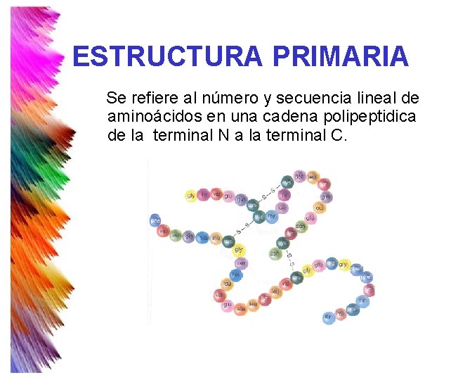 ESTRUCTURA PRIMARIA Se refiere al número y secuencia lineal de aminoácidos en una cadena ESTRUCTURA PRIMARIA Se refiere al número y secuencia lineal de aminoácidos en una cadena