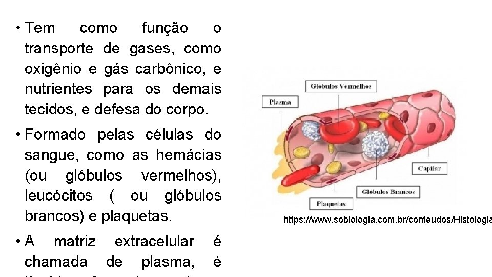 Os nveis de organizao dos seres vivos Tecidos