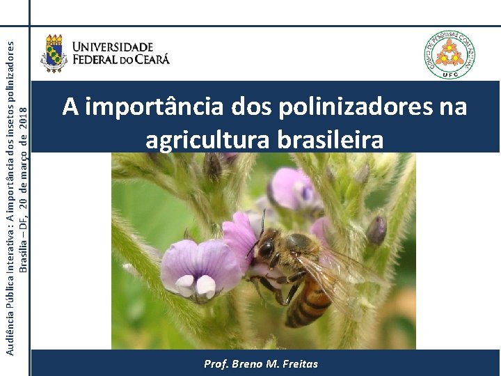 Audiência Pública Interativa : A importância dos insetos polinizadores Brasília – DF, 20 de