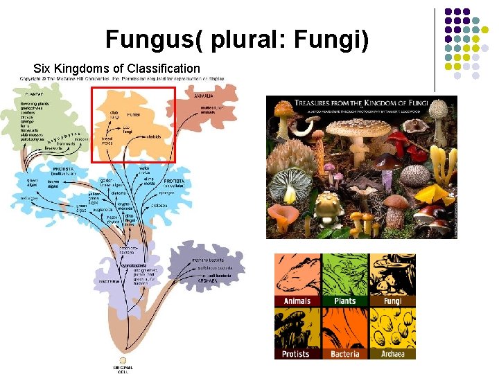 Fungus( plural: Fungi) Six Kingdoms of Classification 