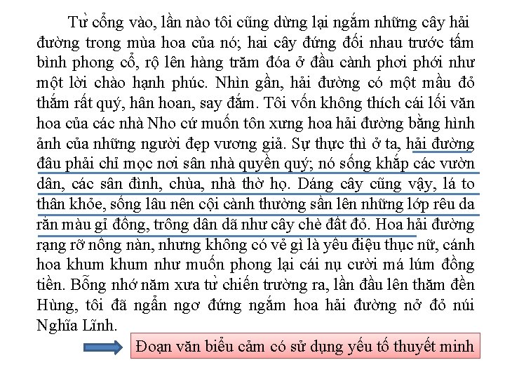 Tư cổng vào, lần nào tôi cũng dừng lại ngắm những cây hải đường