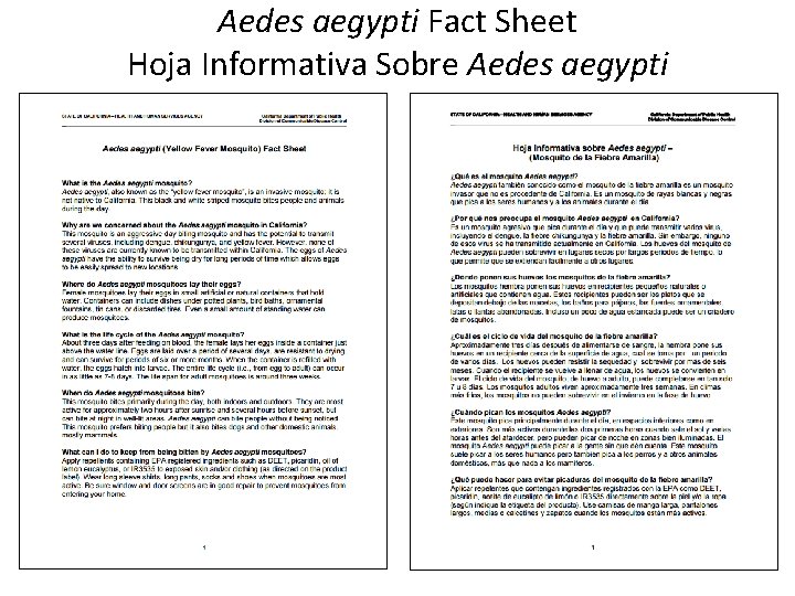 Aedes aegypti Fact Sheet Hoja Informativa Sobre Aedes aegypti 