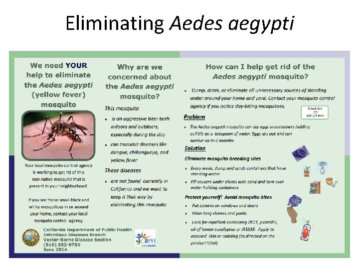 Eliminating Aedes aegypti 