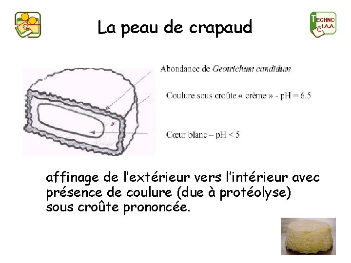 La peau de crapaud affinage de l’extérieur vers l’intérieur avec présence de coulure (due
