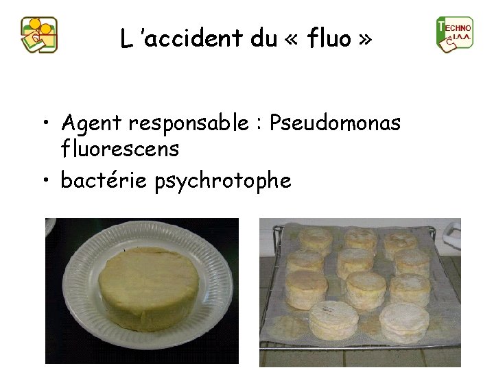 L ’accident du « fluo » • Agent responsable : Pseudomonas fluorescens • bactérie