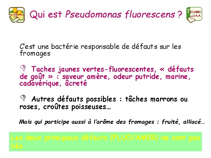 Qui est Pseudomonas fluorescens ? C’est une bactérie responsable de défauts sur les fromages